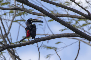 un toucan araçari à collier est posé sur un branche et surveille les alentours