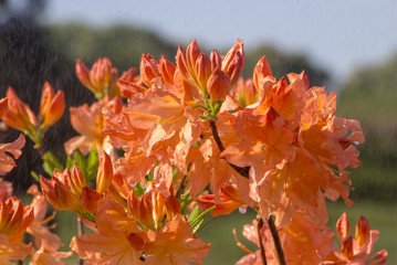 Blooming Rhododendron Azalea close-up. Beautyful azalea flower. Red.