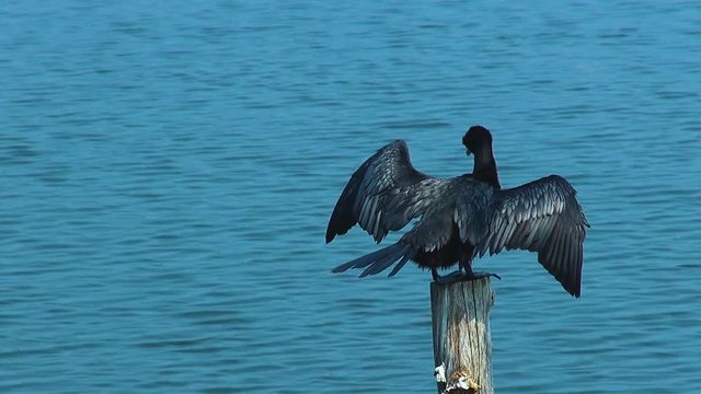 A Pelagic Cormorant. A Pelagic cormorant (Phalacrocorax pelagicus) sits on a pole after feeding, drying its wings and carrying out its ablutions.