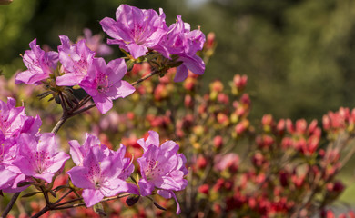 Purple Azalea bushes blooming in Southern
