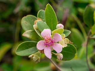 Close up of Downy myrtle flower.