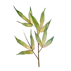 Bamboo tree in a watercolor style isolated. Aquarelle wild bamboo tree for background, texture, wrapper pattern, frame or border.