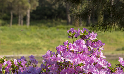 Obraz premium Purple Azalea bushes blooming in Southern