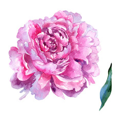 Wildflower peony pink flower in a watercolor style isolated. Aquarelle wildflower for background, texture, wrapper pattern, frame or border.