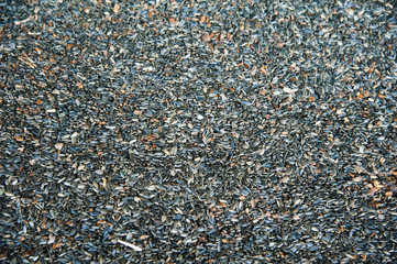 Sunflower seeds in storage