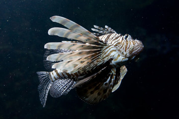 Pterois volitans - Pesce scorpione