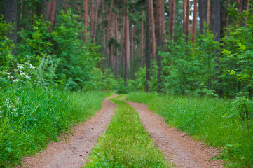 Fototapeta na wymiar Winding dirt road through the forest