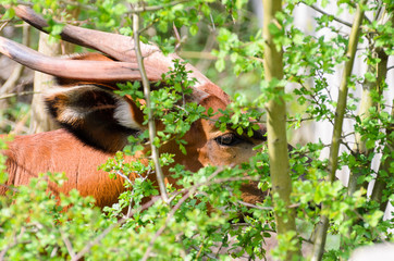 Bongo (Tragelaphus eurycerus isaaci) eats grass on a sunny spring morning.