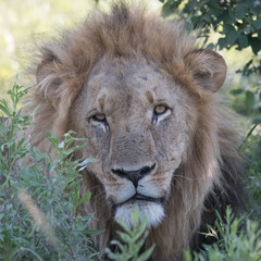 Mighty Lion watching the lionesses who are ready for the hunt in Masai Mara, Kenya (Panthera leo)	