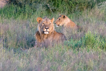 Mighty Lion watching the lionesses who are ready for the hunt in Masai Mara, Kenya (Panthera leo)	