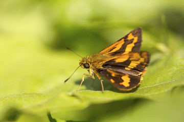 Butterfly, Hesperiidae, Jampue hills, Tripura