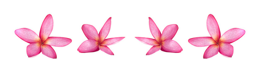 Pink plumeria on the plumeria tree, frangipani tropical flowers.