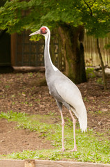 White naped cranes