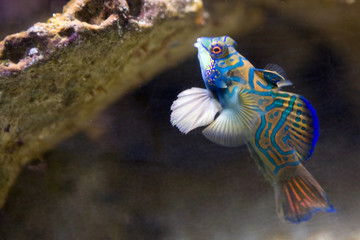 Synchiropus splendidus - Pesce mandarino