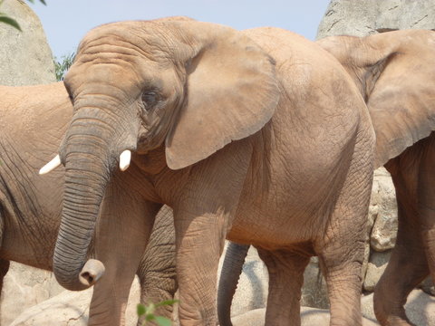 Elefante africano
