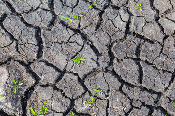 closeup dry cracked earth with small grass sprouts