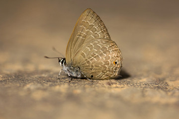 Fototapeta na wymiar Butterfly, Lycaenidae, Jampue hills, Tripura