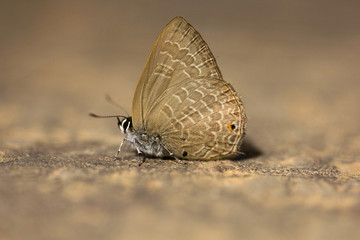 Butterfly, Lycaenidae, Jampue hills, Tripura