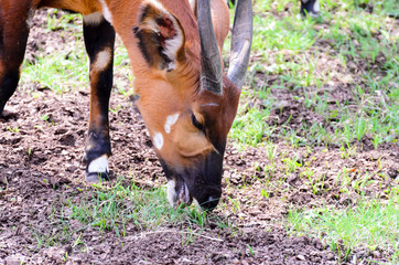 Bongo (Tragelaphus eurycerus isaaci) eats grass on a sunny spring morning.