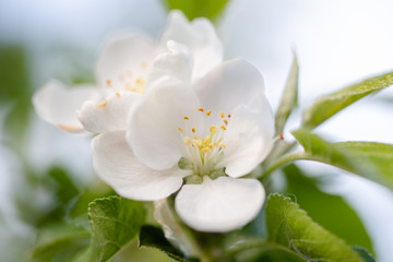 Blossoming apple apple tree in orchard. Macro apple flower on apple tree branch