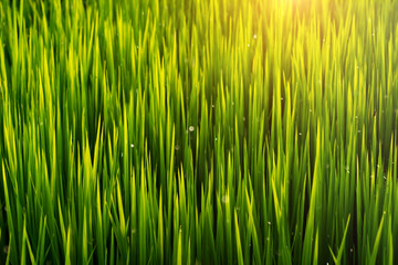 rice leaves with sunlight