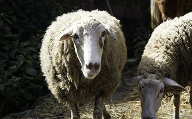Sheep in farm