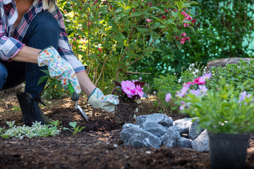 Beautiful female gardener holding a flowering plant ready to be planted in her garden. Gardening...