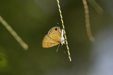 Butterfly, Lycaenidae, Near Gurjee, Tripura