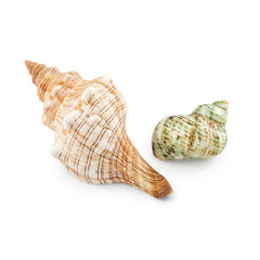 Seashells isolated on white background