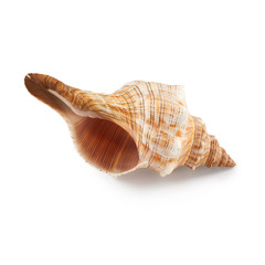 Seashell isolated on white background