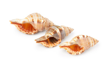 Seashells isolated on white background