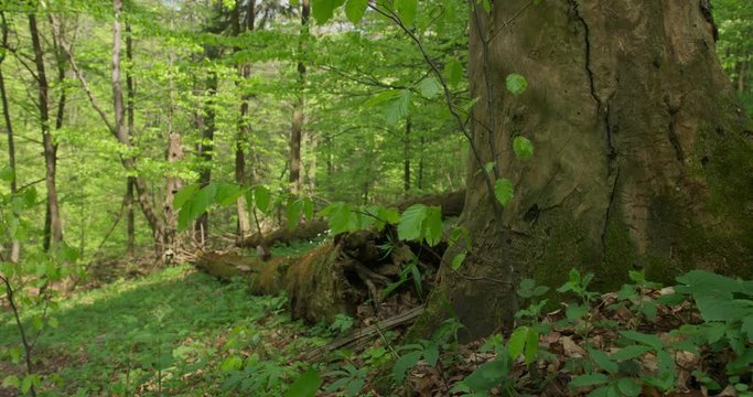 Dolly shot of dead, rotten tree lying in a beech forest, spring, 4k