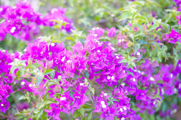 bushes of bougainvillea