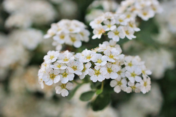 Spiraea flowering, small flowers