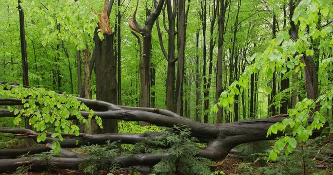 Tree lying in the beechwood forest, spring, 4k