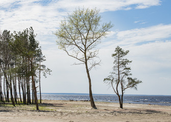 Fototapeta na wymiar stones and pines on the shore of the Kiev sea in a spring sunny day