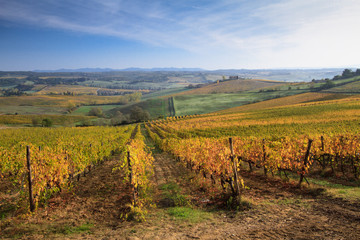 Fototapeta na wymiar Paths through the rows of Tuscan vineyards in the fall