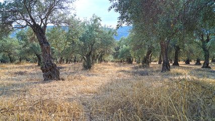 olives trees