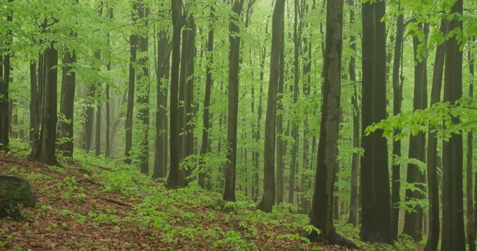 Beechwood, old forest in the spring, 4k, 4k