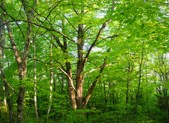 green trees with young bright foliage in thickets of dense forest in Adygea in summer with sunlight