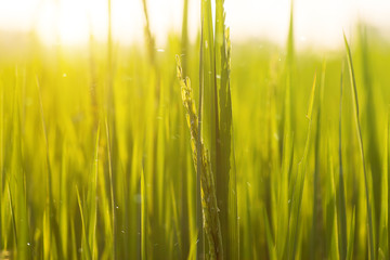 Obraz premium Flower of rice and green leaf.