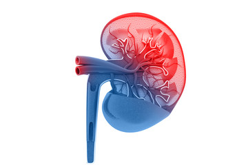 Human kidney cross section
