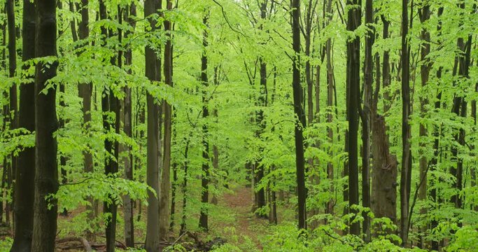 Beechwood forest, spring, 4k