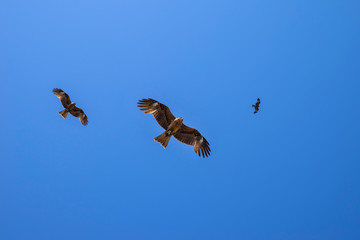 片瀬海岸上空を飛ぶトビ