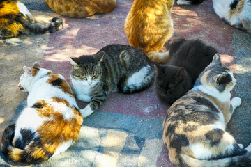 A lots of cats are relaxing.