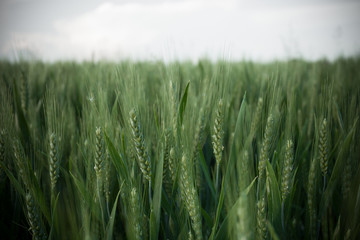close up on green wheat ears on late spring