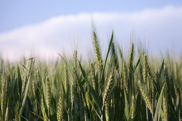 close up on green wheat ears on late spring