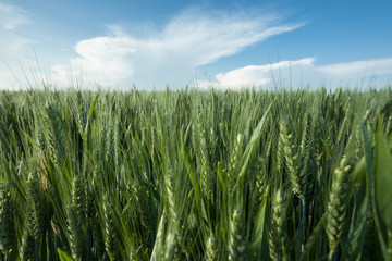 close up on green wheat ears on late spring