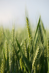 close up on green wheat ears on late spring