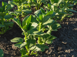 Organic Broad Bean Plants